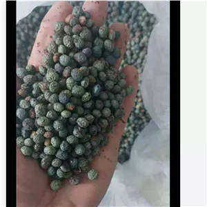 بنه پسته کوهی بنه پسته کوهی امسالی درشت مغز دار