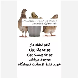 تخم نطفه دار بلدرچین بسته 15 عدد 