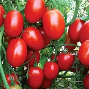 گوجه فرنگی هیبرید تخم مرغی 
