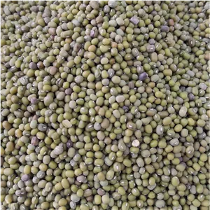 ماش بومی درجه یک