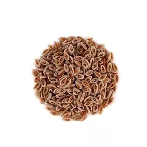 بذر اسفرزه (بسته 1 گرمی) کد 053