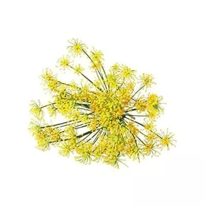 بذر آنغوزه (بسته 1 گرمی) کد 089