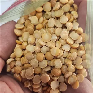 لپه متوسط  کیفیت عالی