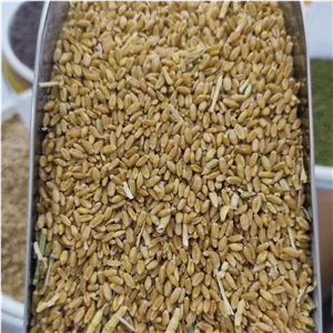 گندم معمولی