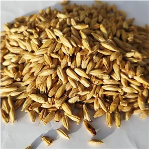 دانه مالت جو - دانه درشت پر مغذ و کشیده- مالت دیاستاتیک- دو ردیفه - شیرین - پایه وین (مدیوم )- (بسته 1 کیلو گرمی )