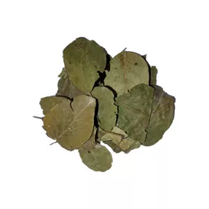 برگ بو درشت