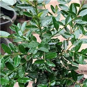 شمشاد هیرکانی مخصوص بنسای و پرچین طبیعی پس کرایه