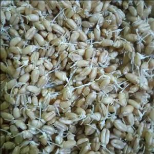 ارد جوانه گندم ارگانیک محلی چهارگل چهارمحال وبختیاری250گرمی