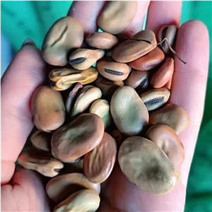باقالی شمال امساله تمیز و خوش پخت و بذری
