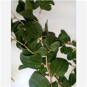 برگ تازه درخت سدر 
