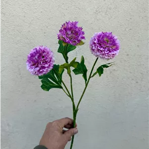 شاخه میخک وارداتی3 گل (پک 12تایی )