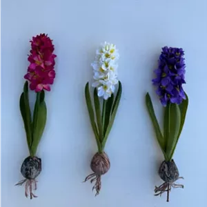 سنبل پیاز دار (پک 6تایی)
