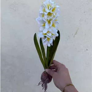 سنبل پیاز دار (پک 6تایی)