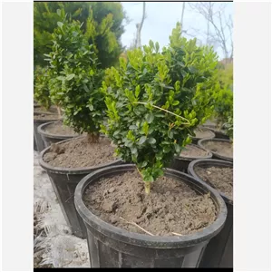  شمشاد توپی خاص برای بنسای باکیفیت بالا ارسال پس کرایه 