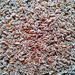 بذر اسفرزه پسیلیوم (بسته 5 گرمی) کد 967