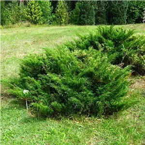 بذر گیاه ابهل (مای مرز) (بسته 10 عددی) کد 1175