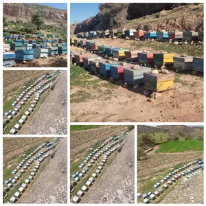 عسل طبیعی از زنبورستان کوههای زاگرس لرستان ،