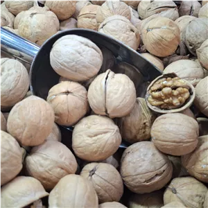گردو خارجی 