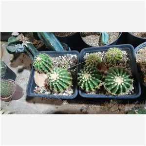 کاکتوس اچینو اینترمدیوس سری 450