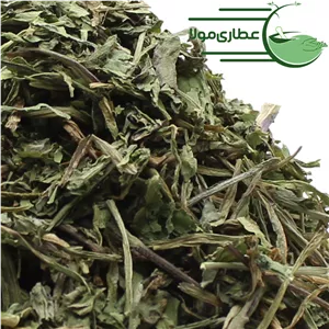 برگ کاسنی