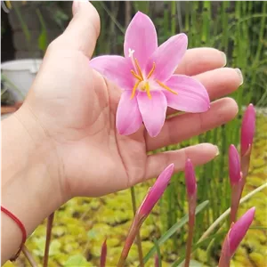 پیاز گل سوسن باران سایز درشت 5 عددی (پسکرایه)