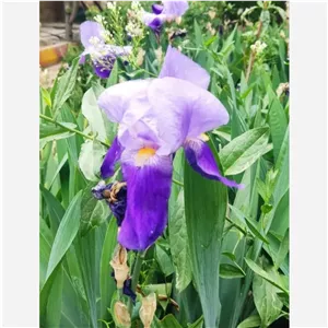 دو عددپیاز گل زنبق (پس کرایه ) 