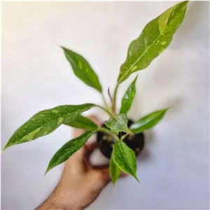 فیلودندرون رینگ او فایر کد 2965 ( پسکرایه )