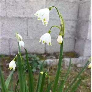 پک ده عددی پیاز گیاه دونه برفی (پس کرایه)