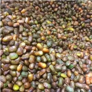 مغز بنه پسته کوهی عمده - 10 کیلویی