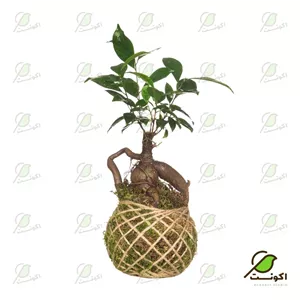 کوکداما جینسینگ (گیاه آپارتمانی)