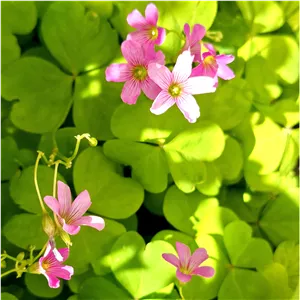 پیاز گل اگزالیس ده عددی