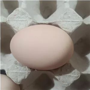 تخم مرغ محلی خونه باغ
