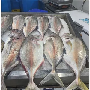 ماهی مقوا(جش)گوشت سفید