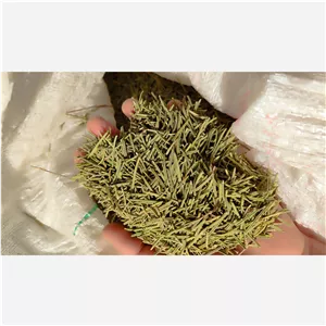 برگ رزماری خشک شده بسته 100گرمی. از دل مزرعه به خانه شما