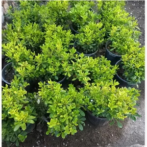گل میخک هندی  پیتسپروم  ( پس کرایه )