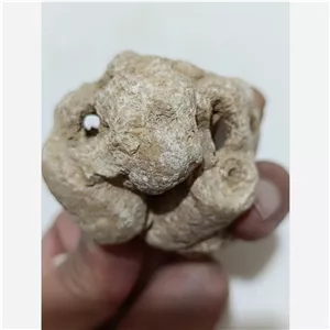 سنگ فسیل سر لاکپشتی خندان