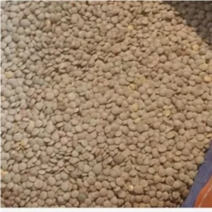 عدس فله عالیا، 25 کیلوگرم (عمده)