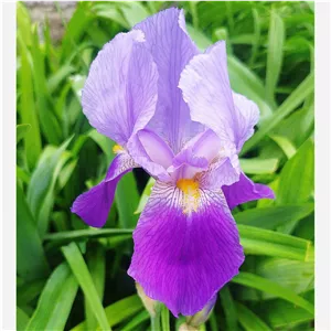 ریزوم گل زنبق رنگ بنفش یاسی (پس کرایه)