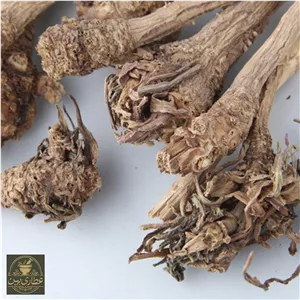 ریشه کاسنی با کیفیت