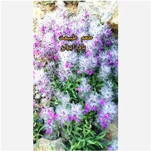 چای کوهی خشک ( 250 گرمی) امسالی و دست چین 