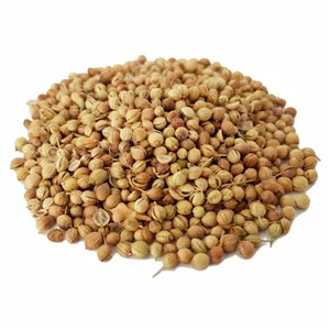 تخم گشنیز