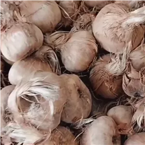 پیاز زعفران بالغ و بارده بسته 20عددی 