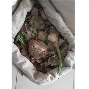 پیاز عنصله 100 گرم 