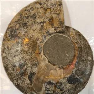 سنگ فسیل صدفی درجه 1