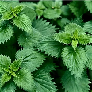 برگ گزنه کیفیت عالی
