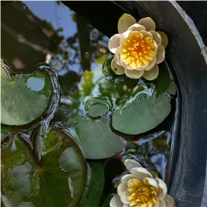 گیاه آبزی نیلوفر آبی سفید (پسکرایه)