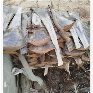 چوب درخت خرمانخل ارسال رایگان 