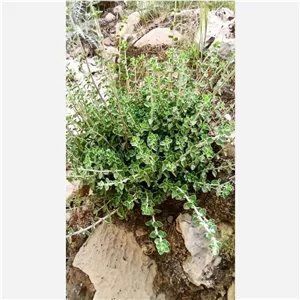 آویشن خودرو کوهی 