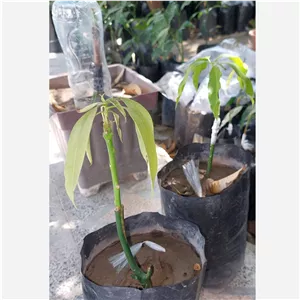 نهال انبه پیوندی پاکستانی پر ثمر