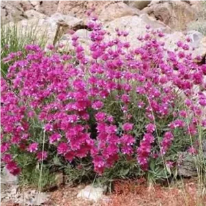 گل اروانه کوهی خشک (100 گرمی)